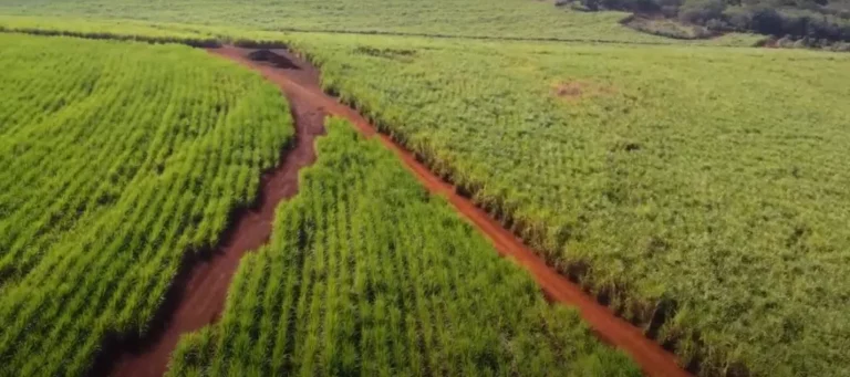 Unicamp desenvolve tecnologia para aumentar produtividade no campo