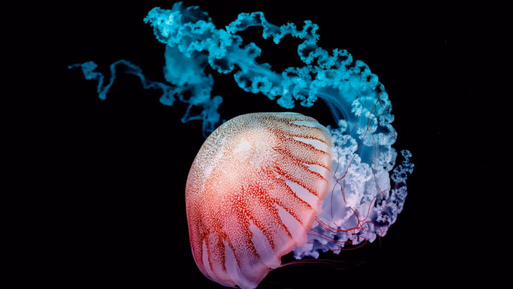 Como certas águas-vivas conseguem viver para sempre