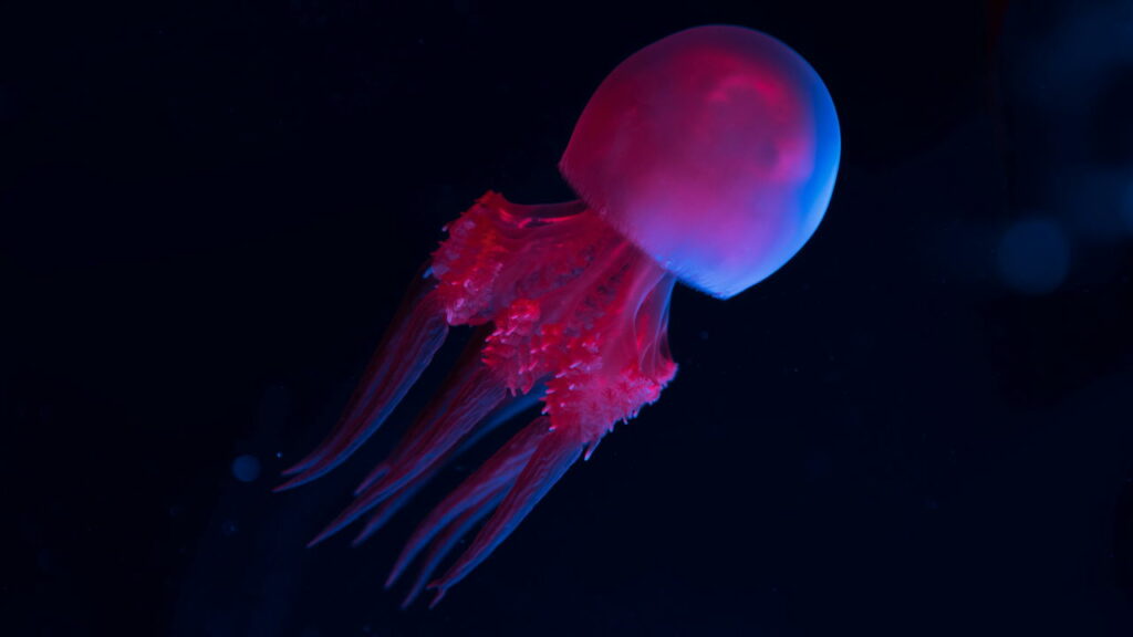 Como certas águas-vivas conseguem viver para sempre