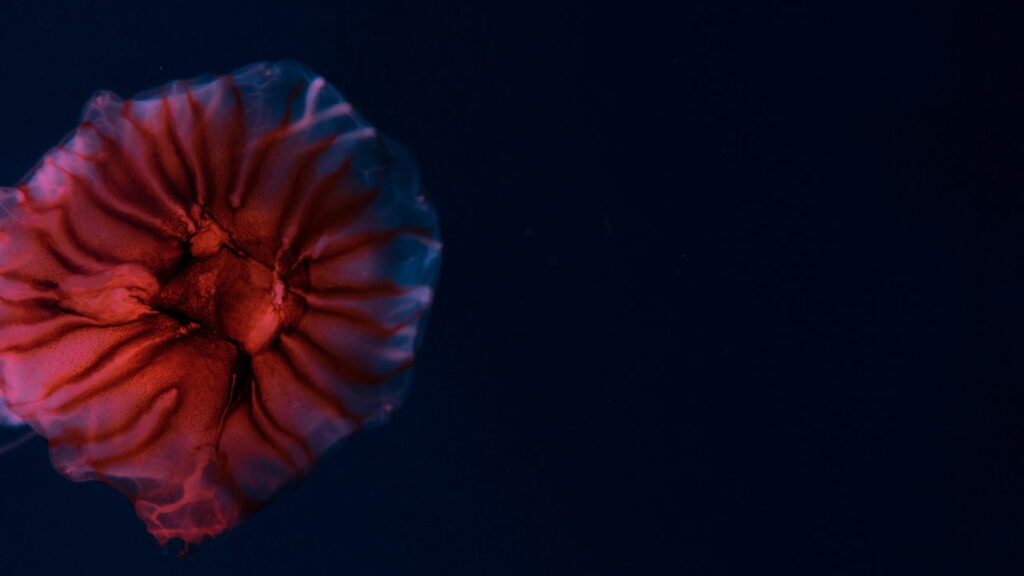 Como certas águas-vivas conseguem viver para sempre