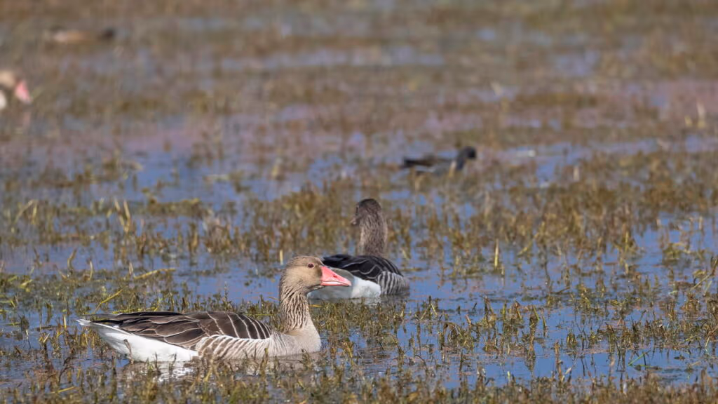 Como os animais migratórios encontram o mesmo lugar ano após ano sem GPS?