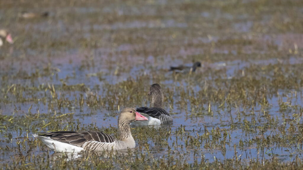 Como os animais migratórios encontram o mesmo lugar ano após ano sem GPS?