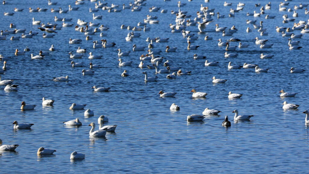 Como os animais migratórios encontram o mesmo lugar ano após ano sem GPS?