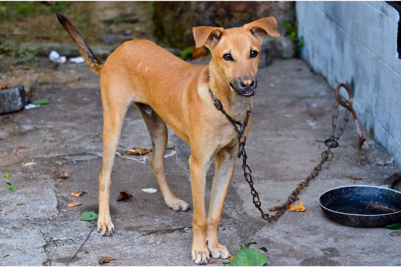 Tarcísio sanciona lei que proíbe acorrentamento de cães e gatos em SP