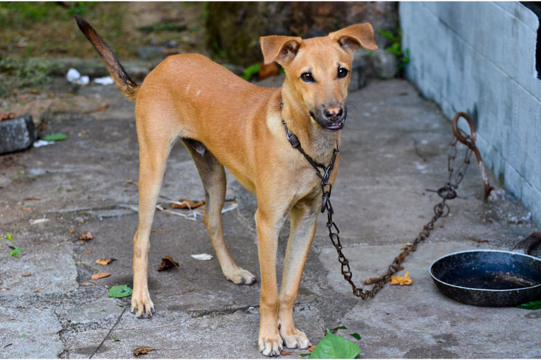 Tarcísio sanciona lei que proíbe acorrentamento de cães e gatos em SP
