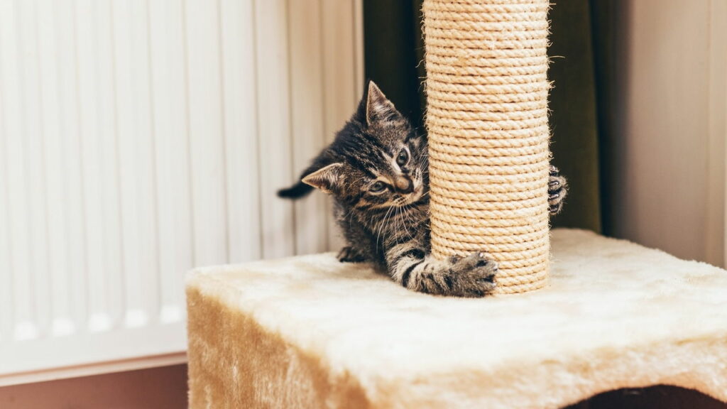 Arranhadores modernos que encantam até os gatos mais agitados