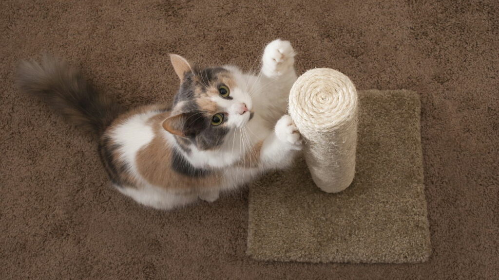 Arranhadores modernos que encantam até os gatos mais agitados