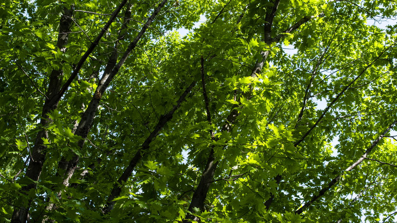 Criatura misteriosa de 60 cm é descoberta em uma árvore - Créditos: depositphotos.com / HayDmitriy