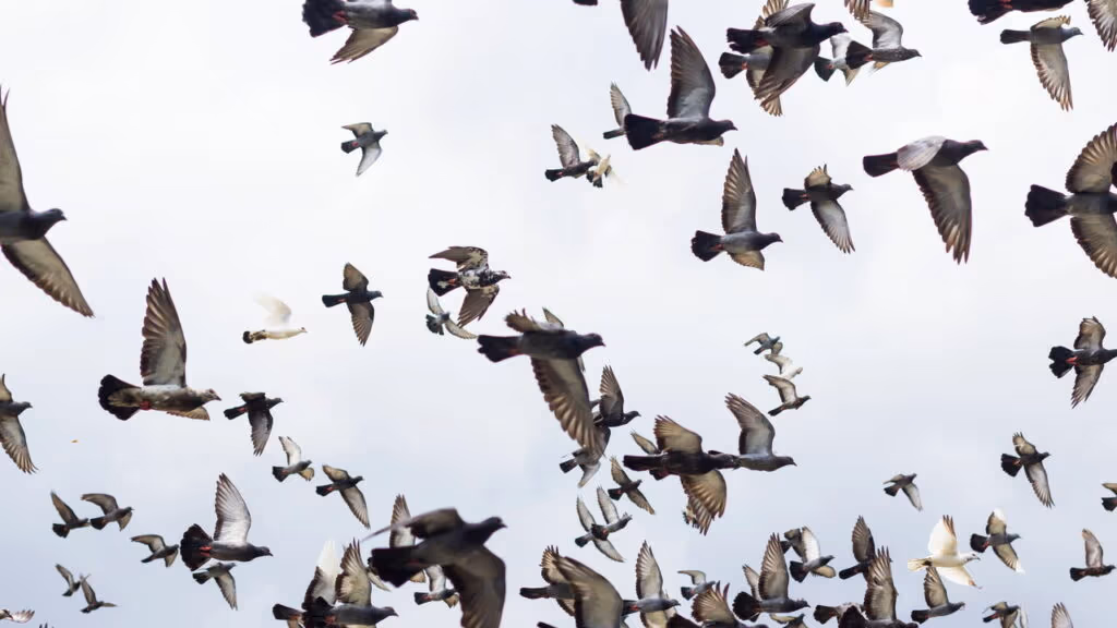 Como certos animais enxergam a luz ultravioleta — e o que eles veem que nós não enxergamos