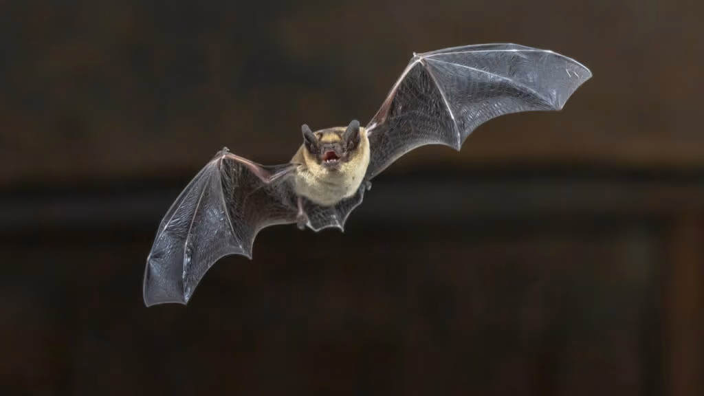Este animal tem habilidades secretas que parece saída de um filme