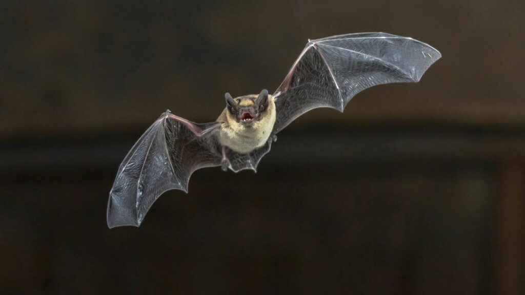 Este animal tem habilidades secretas que parece saída de um filme