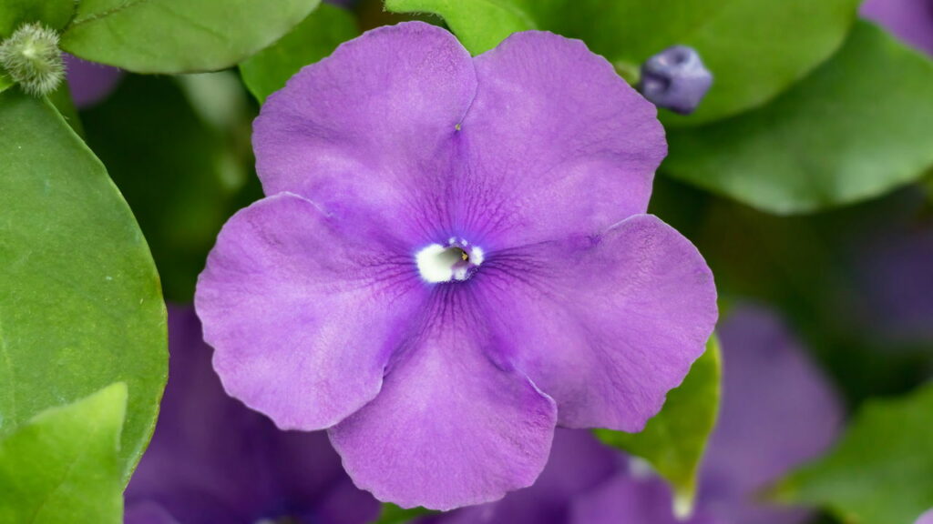 Você sabia que essas plantas mudam de cor ao longo do dia?