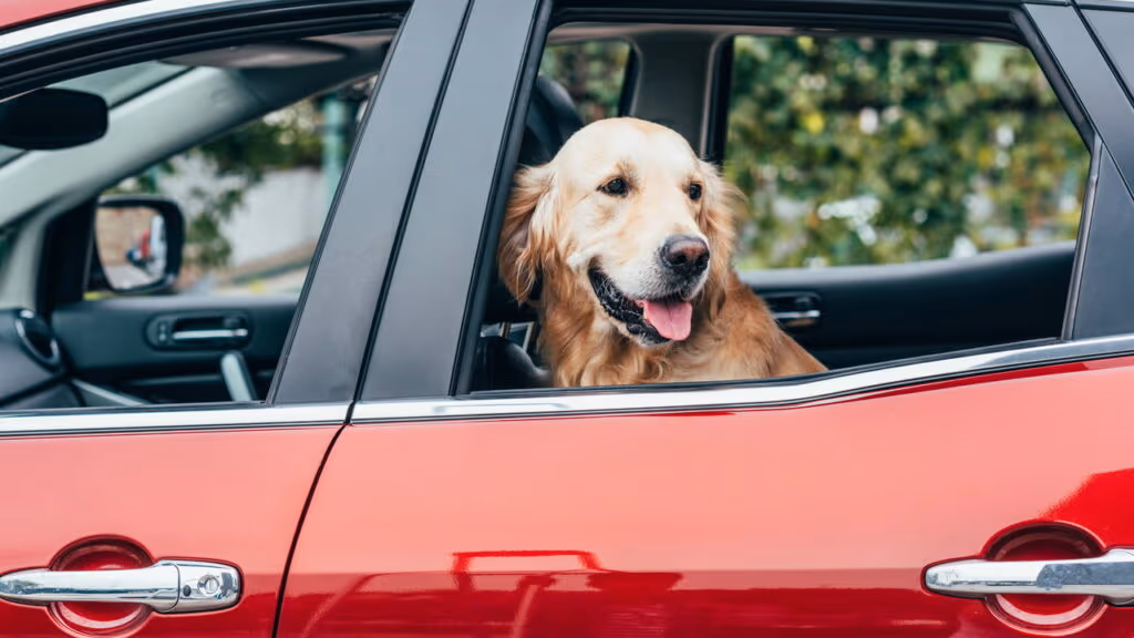 A prática comum que pode virar multa e colocar seu pet em perigo