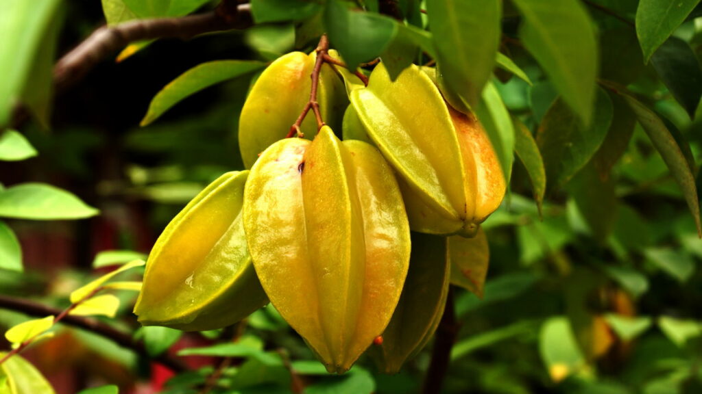 Estas frutas coloridas matam quando você menos espera