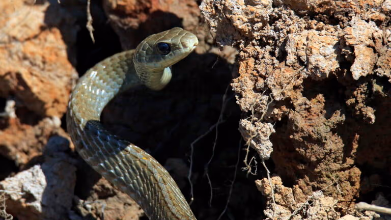 Lancha desaparece perto da Ilha das Cobras com três tripulantes