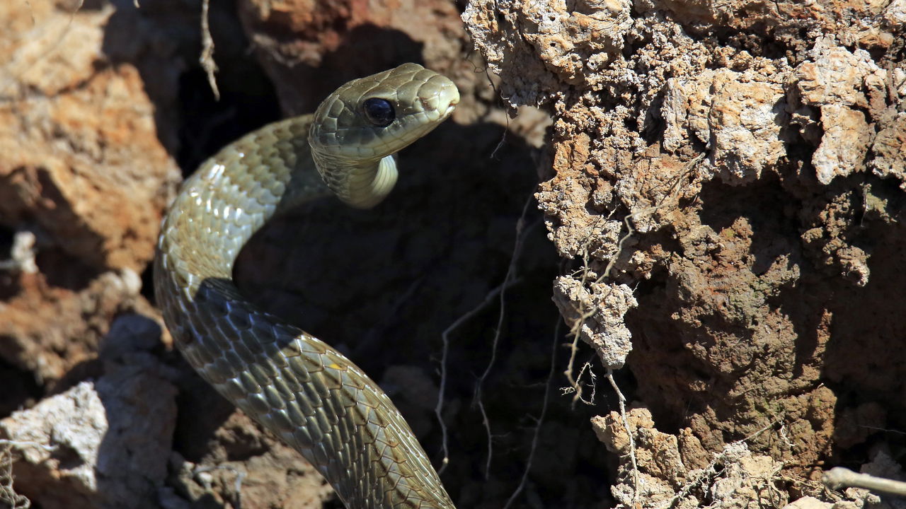 Lancha desaparece perto da Ilha das Cobras com três tripulantes