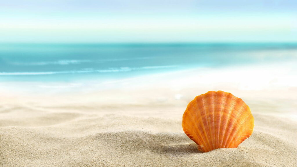 Por que ouvimos o barulho do mar ao colocar uma concha no ouvido?