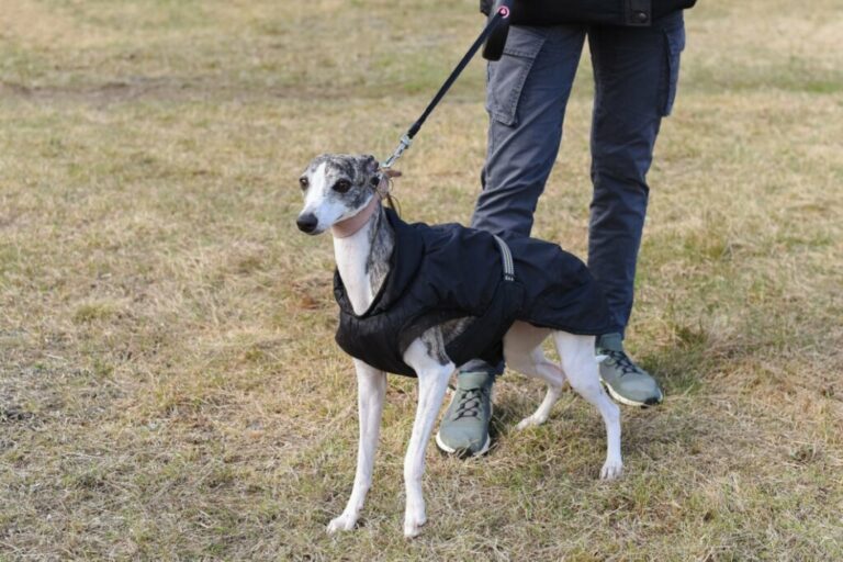 4 características do cachorro da raça whippet 