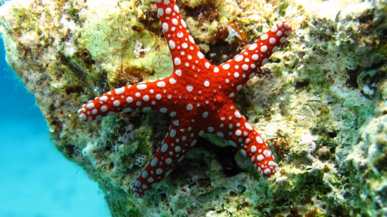 Causador de epidemia que matou 5 bilhões de estrelas-do-mar é descoberto