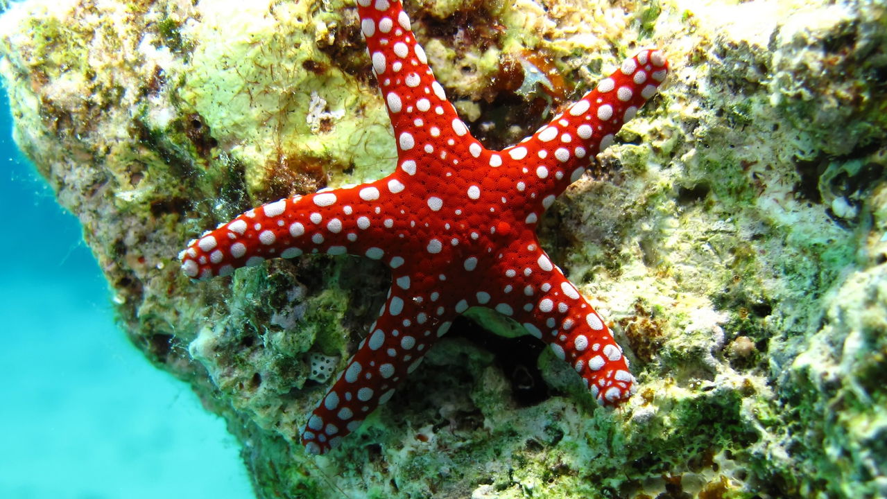 Causador de epidemia que matou 5 bilhões de estrelas-do-mar é descoberto