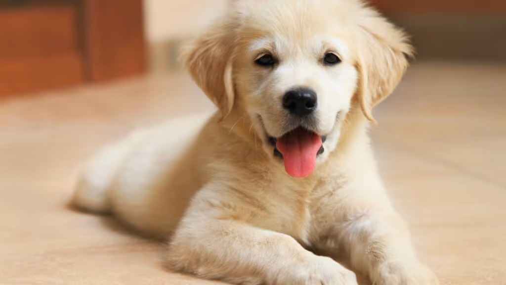 Como saber quem é o preferido do seu cachorro segundo veterinários