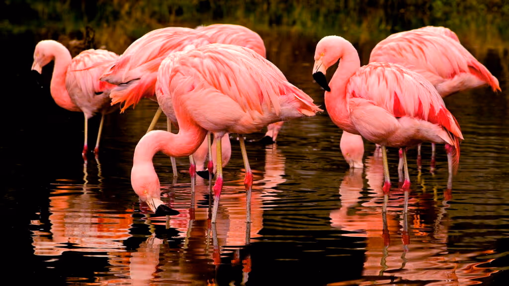 Curiosidades sobre Flamingos que você com certeza não conhece