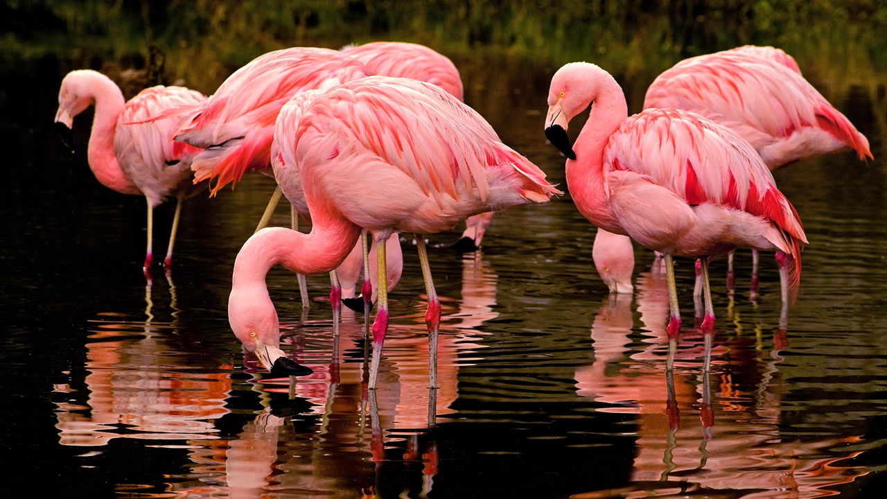 Flamingos nascem com outra cor e você provavelmente não sabia disso