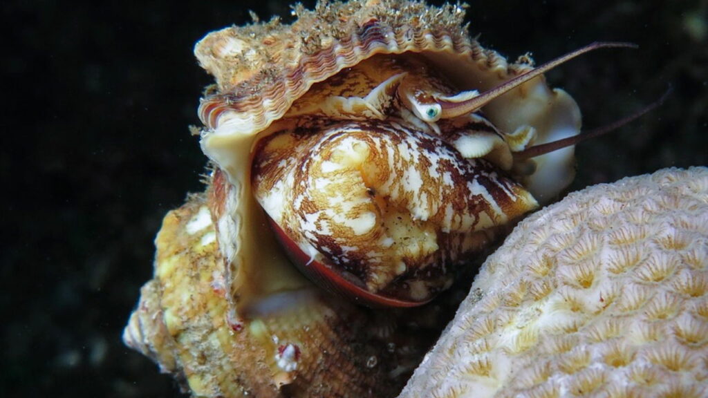 O que os cientistas encontraram a 5.922 metros de profundidade - Créditos: depositphotos.com / OceanPhotographer23