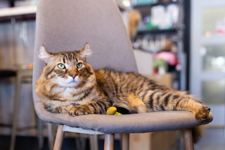4 características do gato da raça highlander 