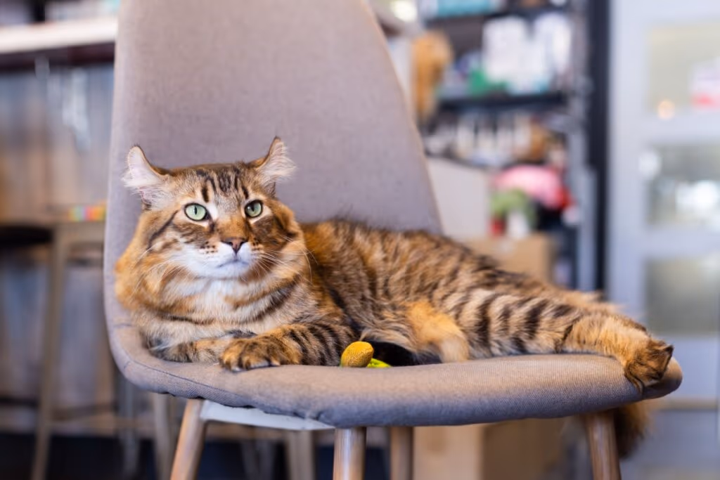 4 características do gato da raça highlander 