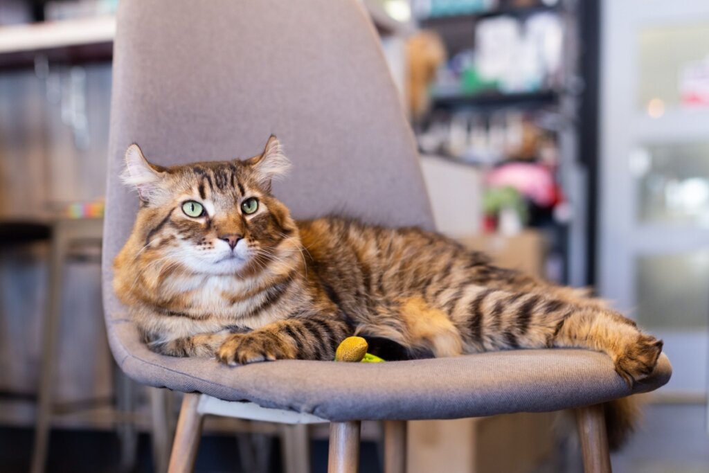 4 características do gato da raça highlander 