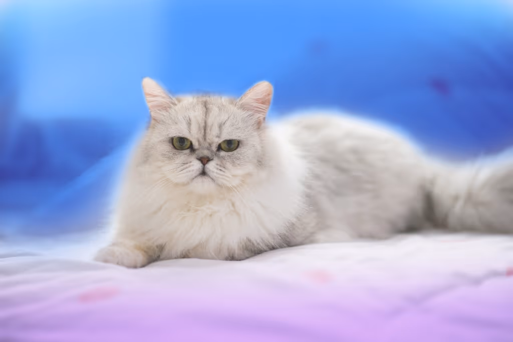 8 raças de gato com o focinho curto