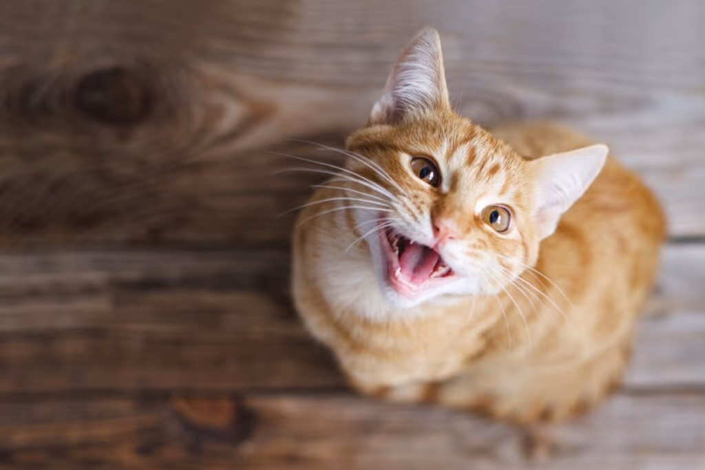 10 nomes para gatos com muita energia 