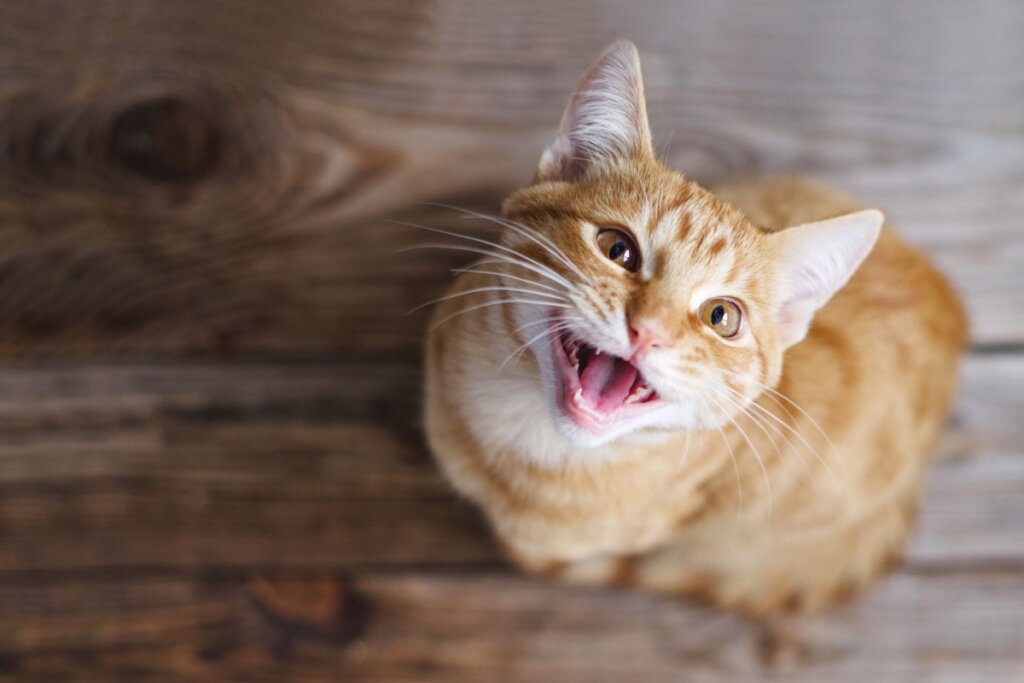10 nomes para gatos com muita energia 
