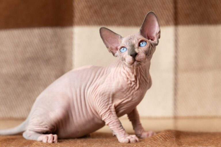 7 cuidados importantes com gatos sem pelos 