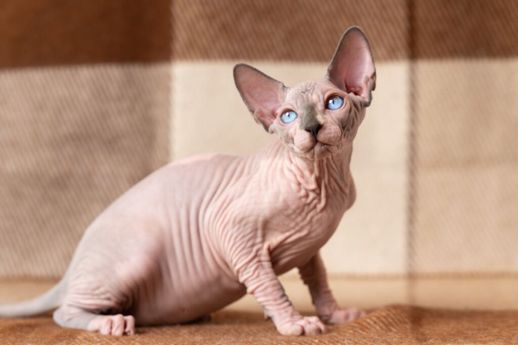 7 cuidados importantes com gatos sem pelos 