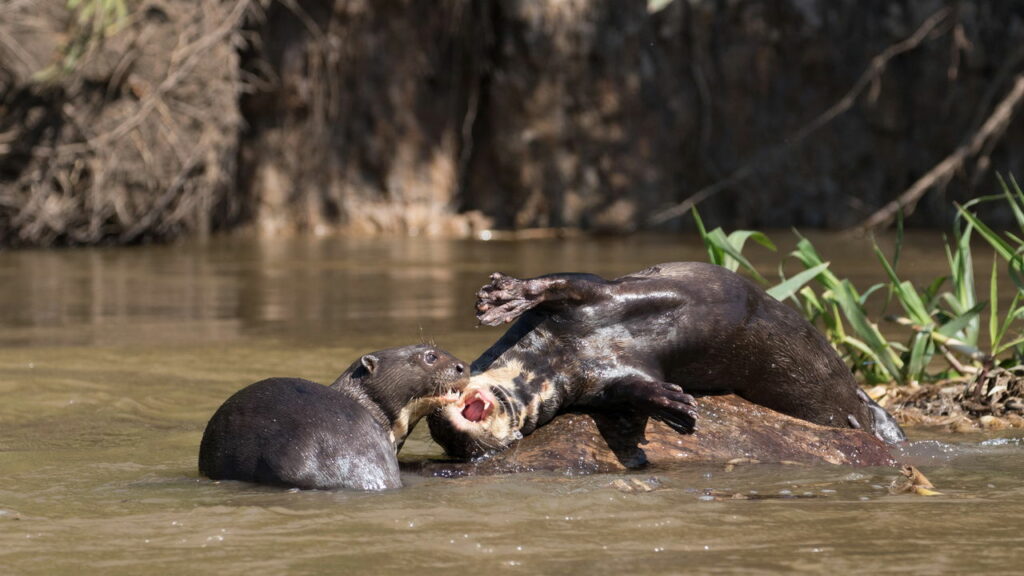 A volta da ariranha reacende a esperança pela biodiversidade - Créditos: depositphotos.com / ksumano