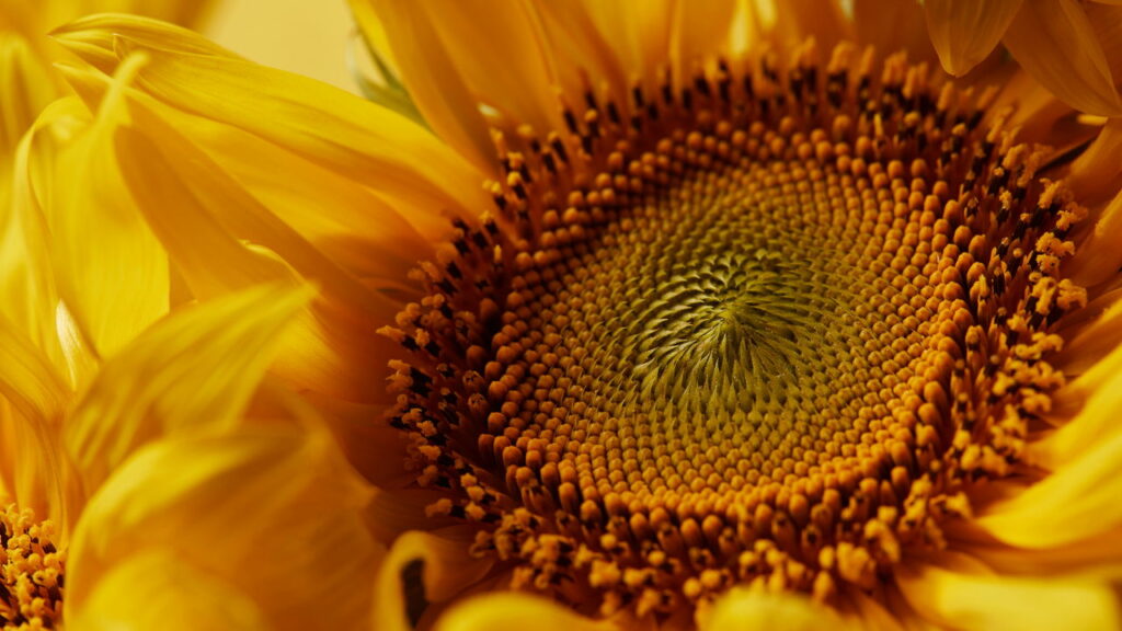 Plantas curiosas que “se movem” para buscar luz