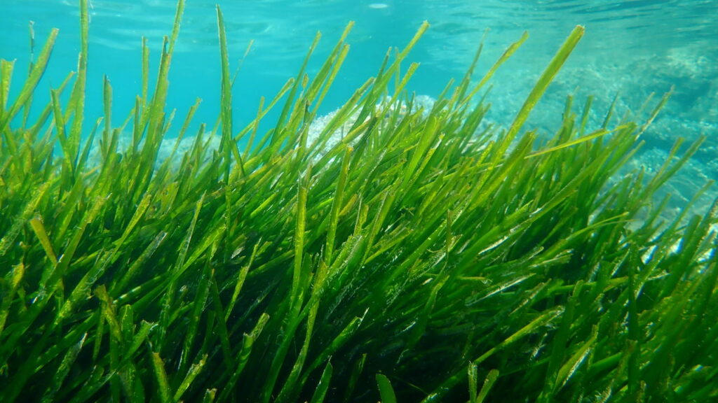 Essas plantas que conseguem viver dentro da água salgada