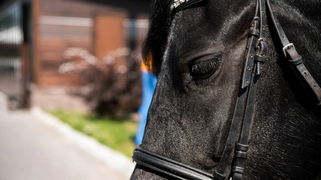 A mutação que mudou para sempre a história dos cavalos