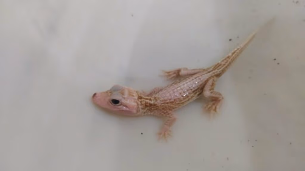 Raro filhote de jacaré “albino” é resgatado em Santa Catarina