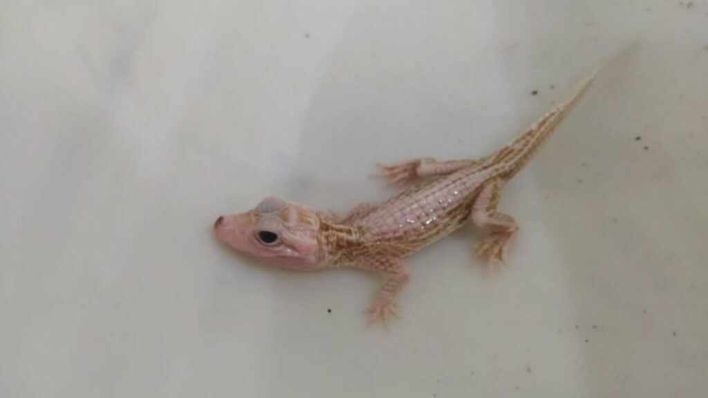 Raro filhote de jacaré “albino” é resgatado em Santa Catarina