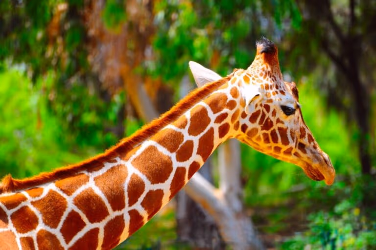 8 curiosidades interessantes sobre as girafas 