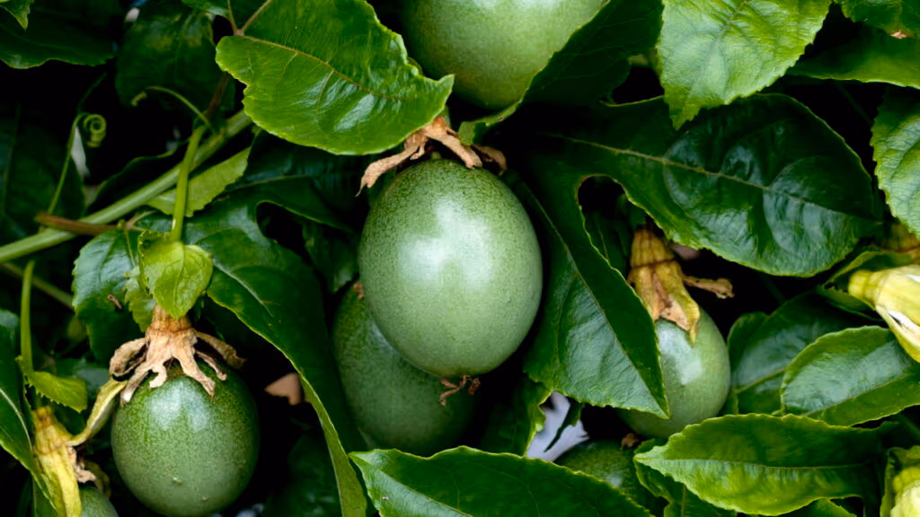 Esse fruto tropical baratinho pode melhorar seu sono e reduzir a ansiedade