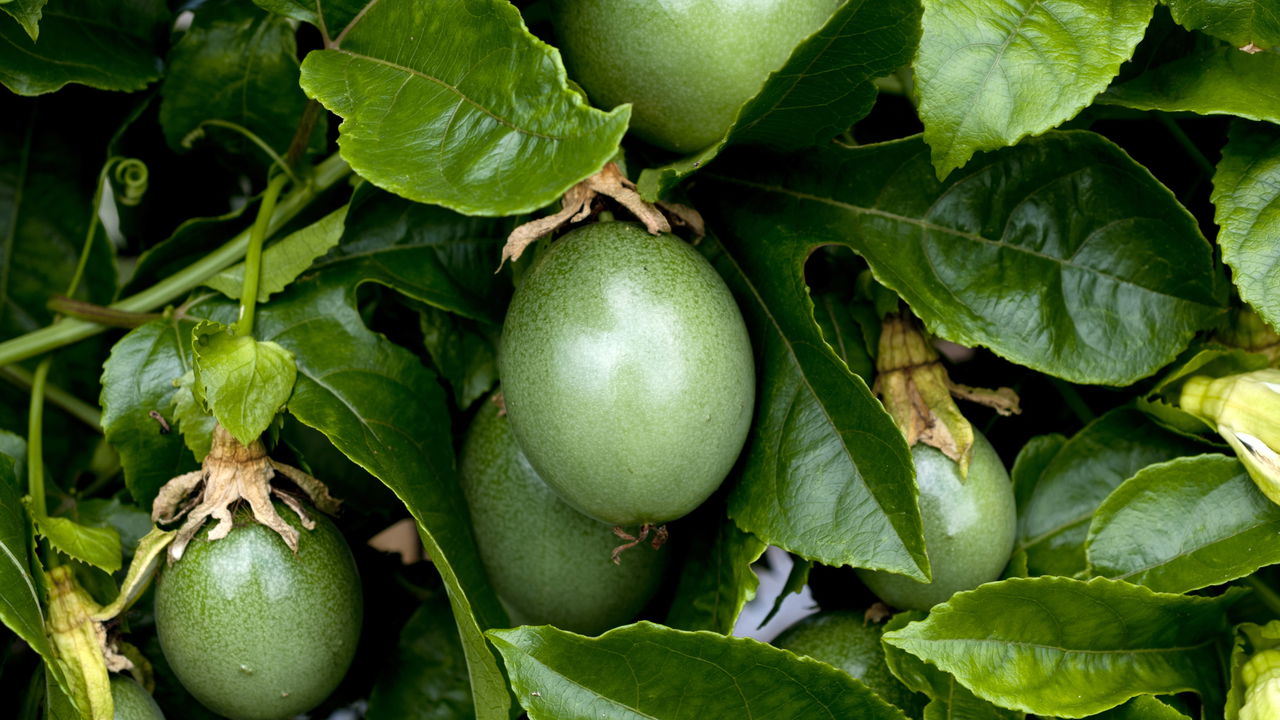 Esse fruto tropical baratinho pode melhorar seu sono e reduzir a ansiedade