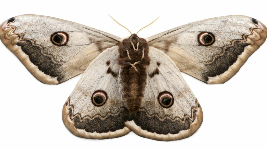 Descoberta de nova espécie de mariposa na Áustria revela mistério