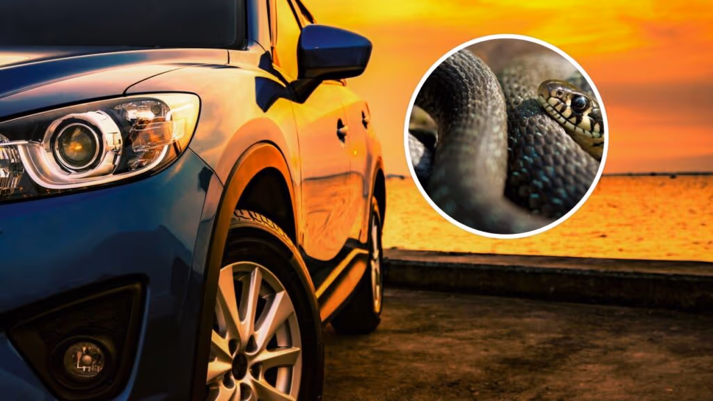 O sinal número 1 de que há uma cobra no carro