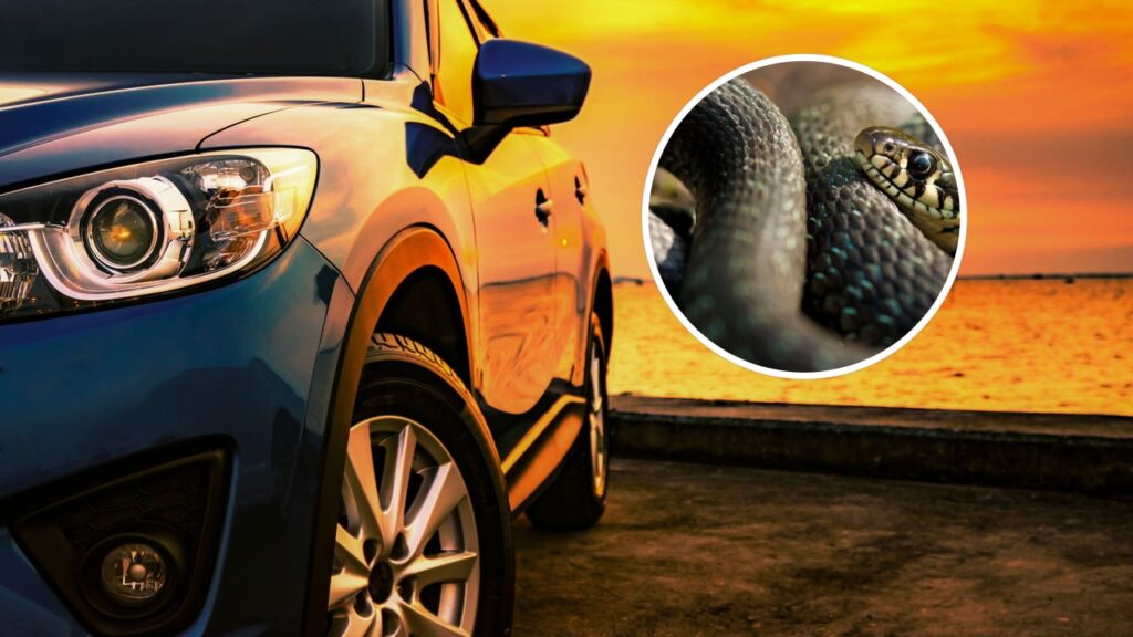 O sinal número 1 de que há uma cobra no carro