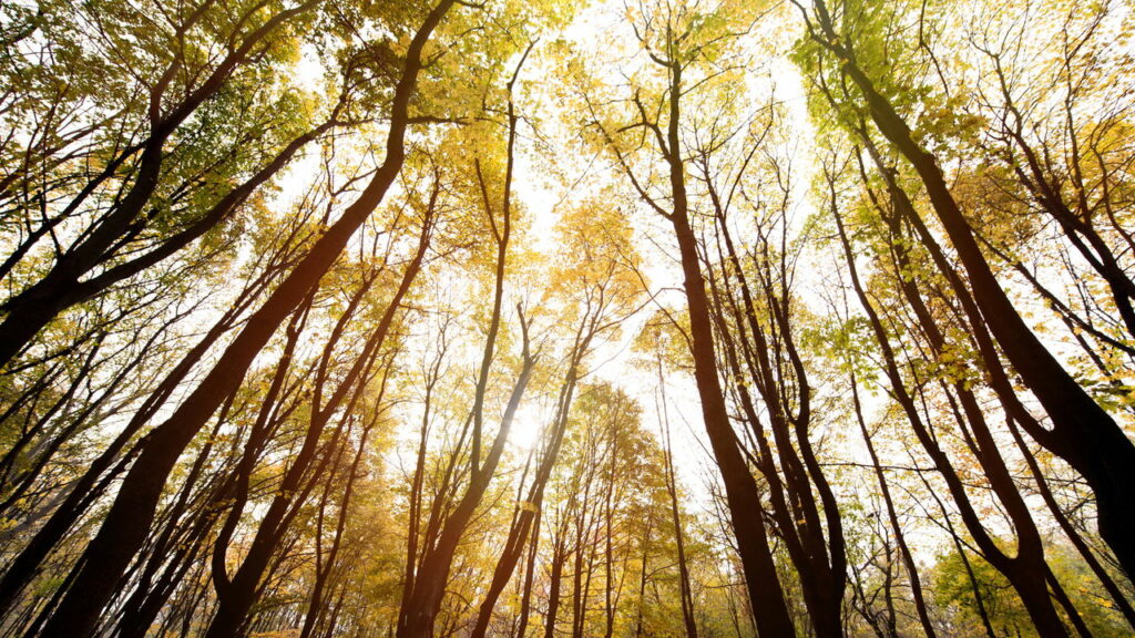Por que 10 minutos na natureza fazem seu cérebro funcionar melhor