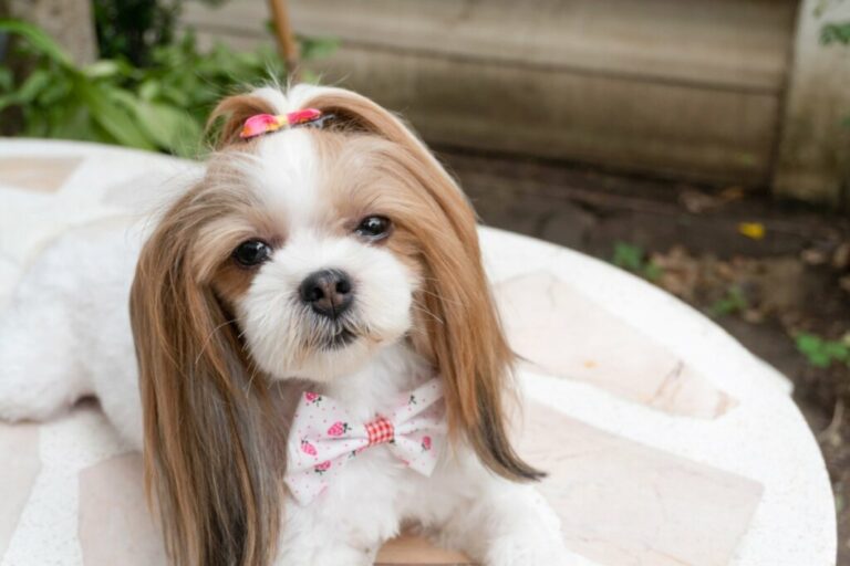 10 nomes para cachorros tranquilos 